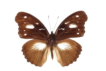Naklejka premium butterfly on white background