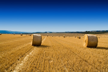 Weizenfeld