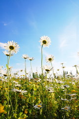 flower in summer under blue sky