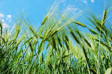 wheat grain under blue sky