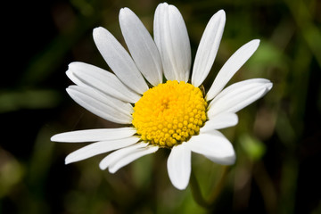 Obraz premium camomile