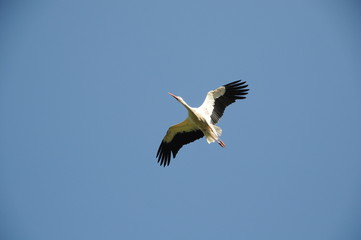 Storch im flug