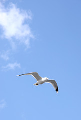 Obraz premium Seagull In Flight