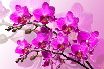 beautiful orchid on pink background