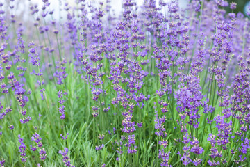 field with many flowers of lavender