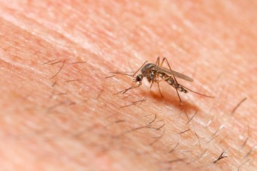 Mosquito sucking blood