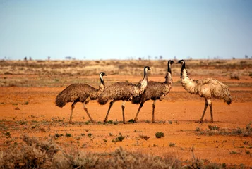 Fototapeten Outback-Emus © robynmac