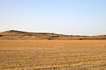 Fototapeta na wymiar campo di grano