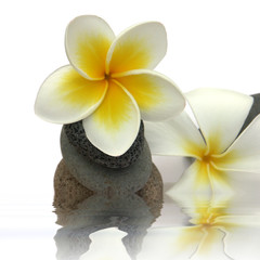 Fototapeta na wymiar frangipani kwiaty na kołach