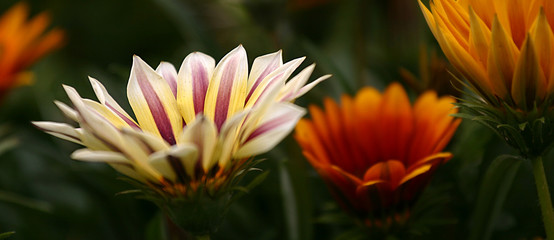 花 Tiger Stripe