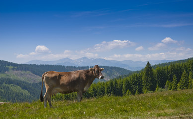 Fototapeta na wymiar Healthy cow in the mountains