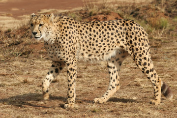 Fototapeta na wymiar Cheetah walking