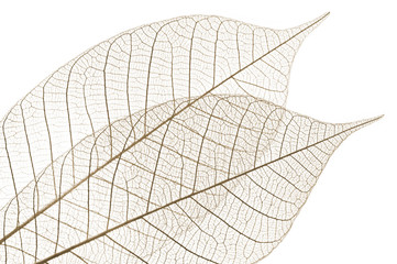 Skeleton leaves © Elenathewise
