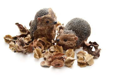 Obraz premium Igel