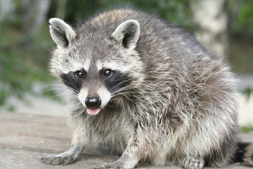 Waschbär Bruno