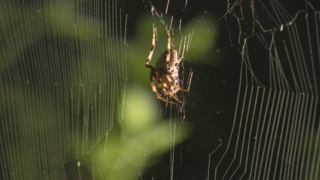 Ara&ntilde;a