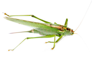 Locust isolated on white background.