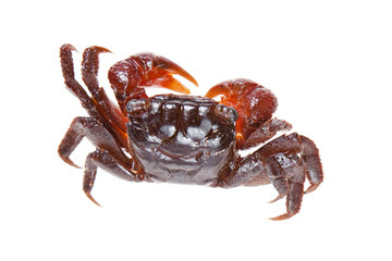 Crab isolated on white background.