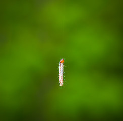 small caterpillar on green background
