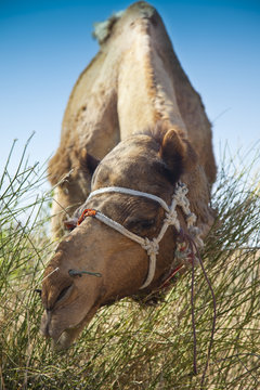 kamelsafari, thar wüste