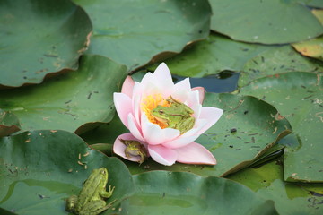 Frosch