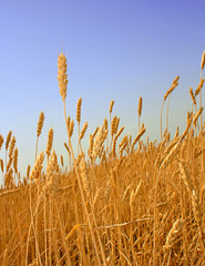 Wheat before harvest (yield's field).