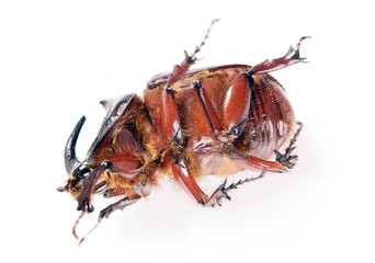 Rhinoceros beetle isolated on white background.