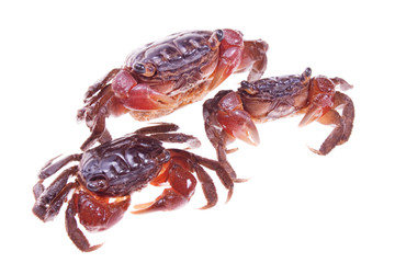 Crab isolated on white background.
