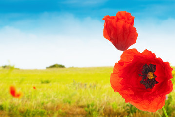 champs de coquelicots sur fond de ciel bleu - nature