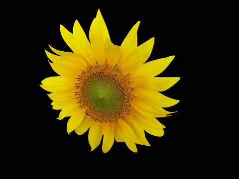 Sonnenblume vor schwarzem Hintergrund