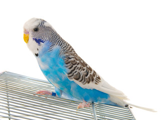 budgerigar on cage