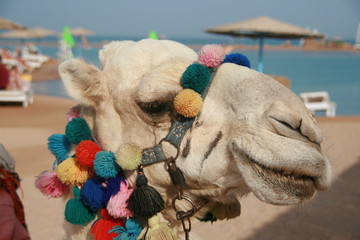 CHAMEAU EGYPTE 4