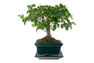 Rideaux tamisants Bonsaï bonsai tree isolated