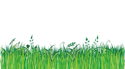Green grass - 16172608
