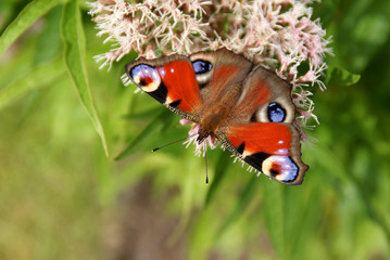 Fototapeta na wymiar Peacock Butterfly Perspective
