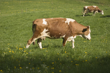Cow paddock