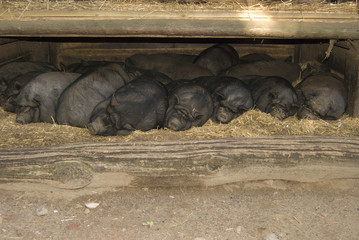 Sleeping group of pigs
