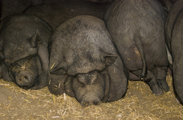 Sleeping group of pigs