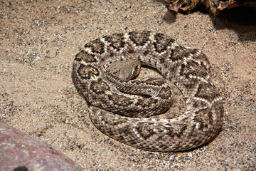 rattle snake