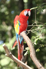 ara macao © Claude Calcagno