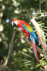 ara macao © Claude Calcagno