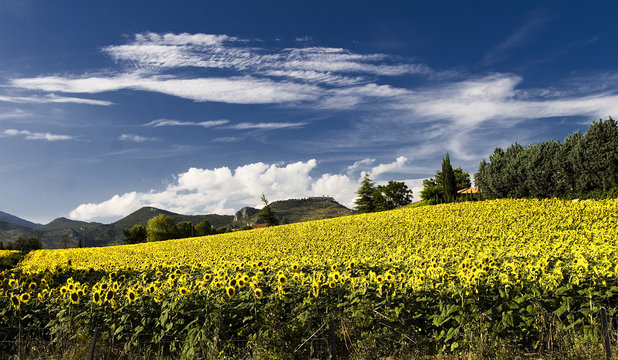 Campo di Girasoli