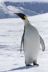 Fototapeta premium Emperor penguin (Aptenodytes forsteri)