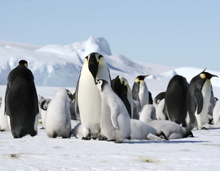 Emperor penguins (Aptenodytes forsteri)