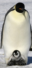 Emperor penguins (Aptenodytes forsteri)