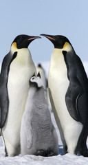Fototapeta na wymiar Pingwin cesarski (Aptenodytes forsteri)