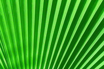 Obraz premium Palm leaf