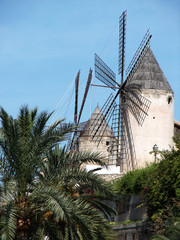 Windmühle in Palma