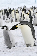 Fototapeta premium Emperor penguins (Aptenodytes forsteri)