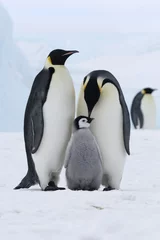 Crédence de cuisine en verre imprimé Pingouin Manchots empereurs (Aptenodytes forsteri)